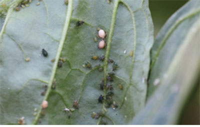 Fig. 01A. Photograph of aphids clustered on the underside of a leaf. Swollen aphids are parasitized by wasps.